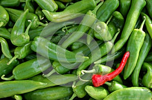 Zelený a čile papriky 